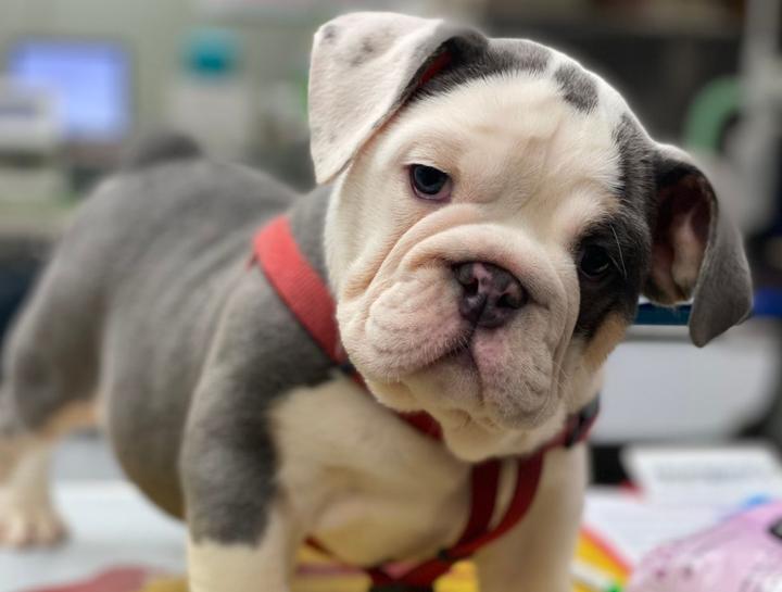 Puppy & Kitten Care 
