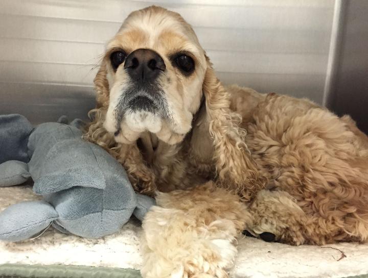Senior Pet Care 