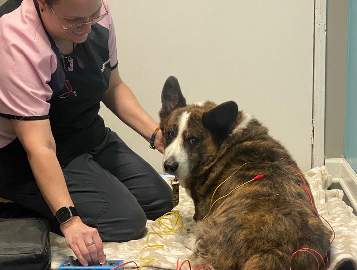 Pet Acupuncture